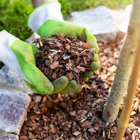 pineal gland decalcification