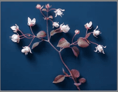 How to Increase Nitric Oxide Naturally