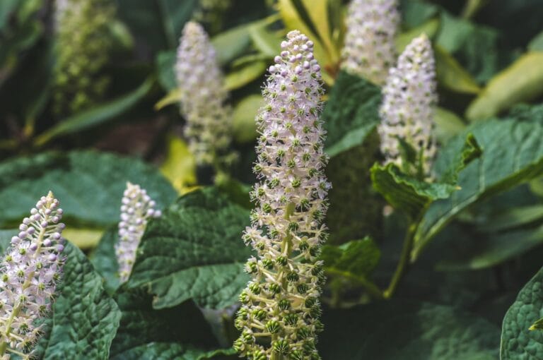 remedies for sleep deprivation