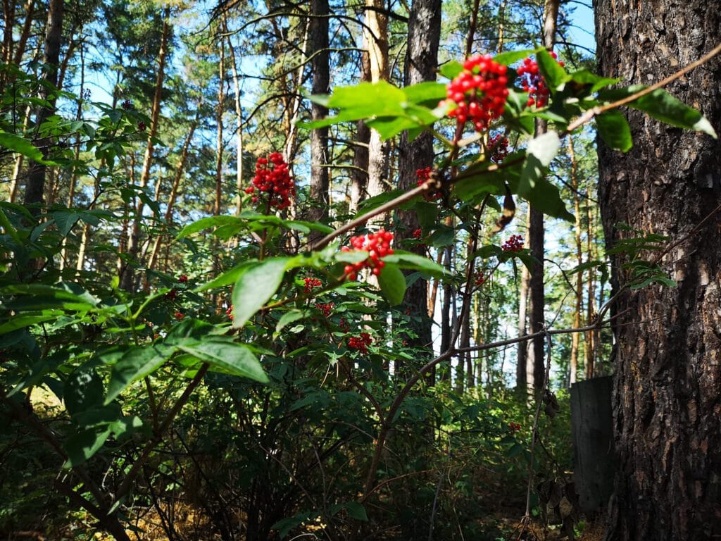 How to Boost Your Metabolism Naturally