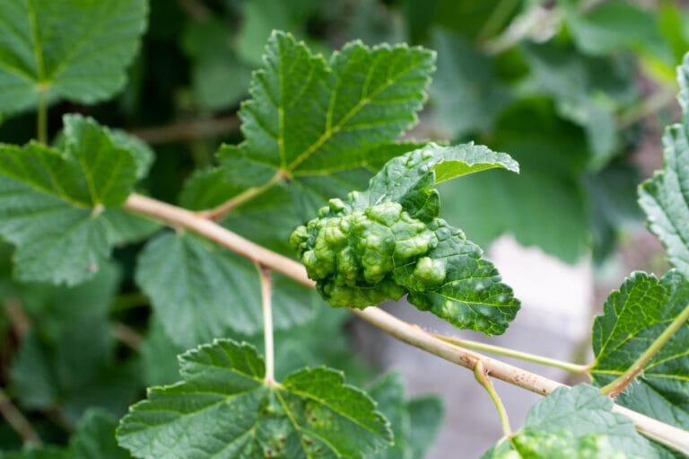 remedies for sleep deprivation